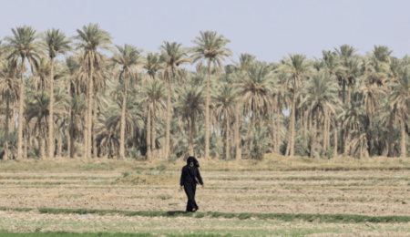 Iraqi Palm Trees - Karbala’s achievement is a positive sign for Iraq’s future.